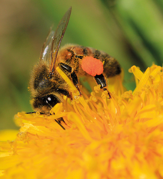 De Groenzoom image of bee