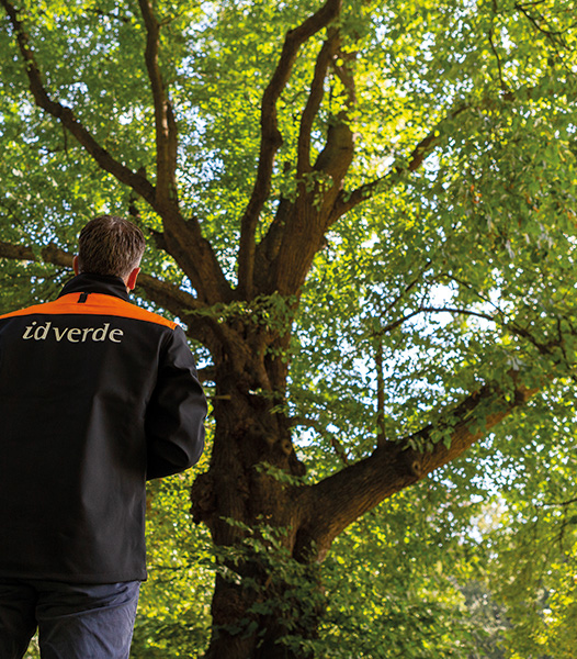 idverde man looking at tree 2