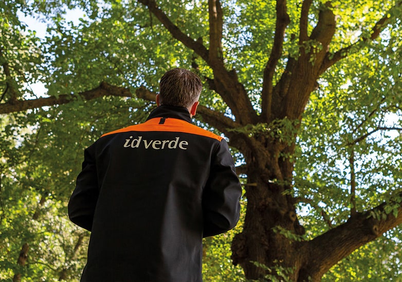 idverde employee in branded black and orange jacket inspecting a large mature tree in a green landscape