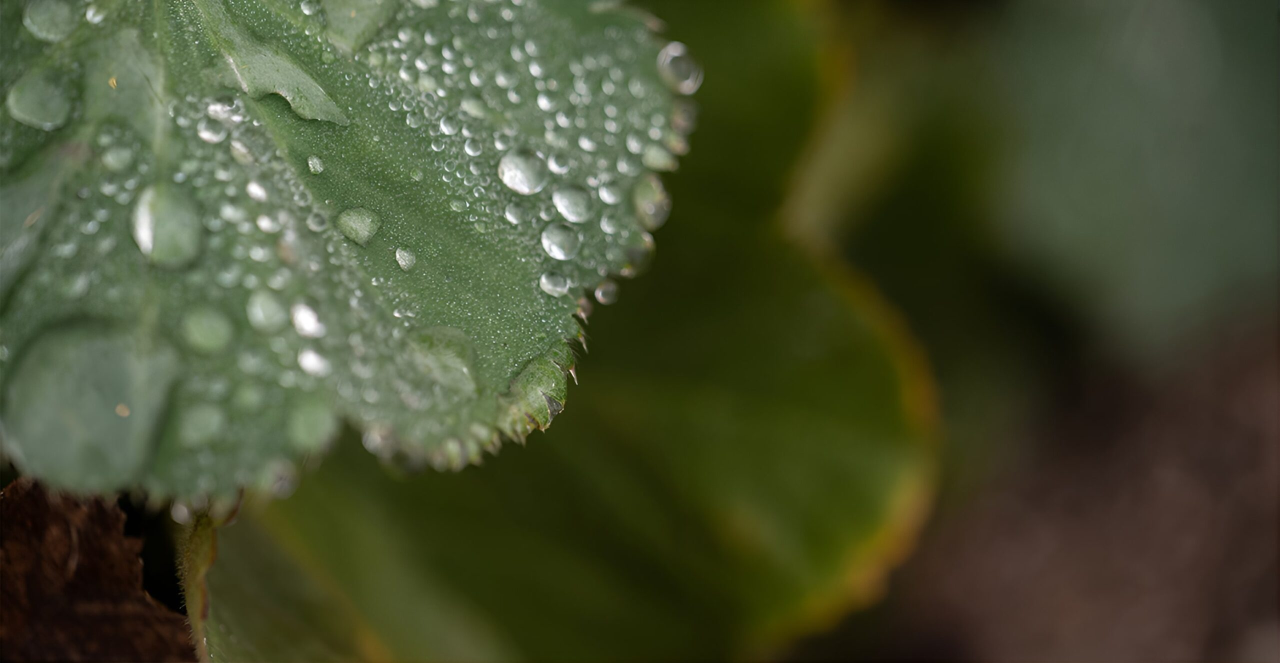 Close-up of a green leaf covered in glistening rainwater droplets with serrated edges and blurred foliage background