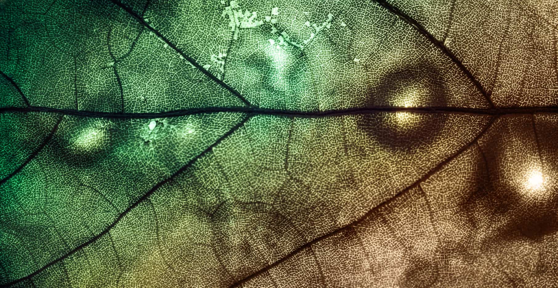 Close-up macro shot of a leaf's vein structure transitioning from vibrant green to warm brown tones