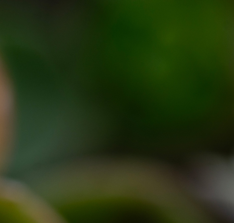 Extreme close-up of a dark green leaf against a blurred background, with detail almost entirely lost to shallow depth of field.