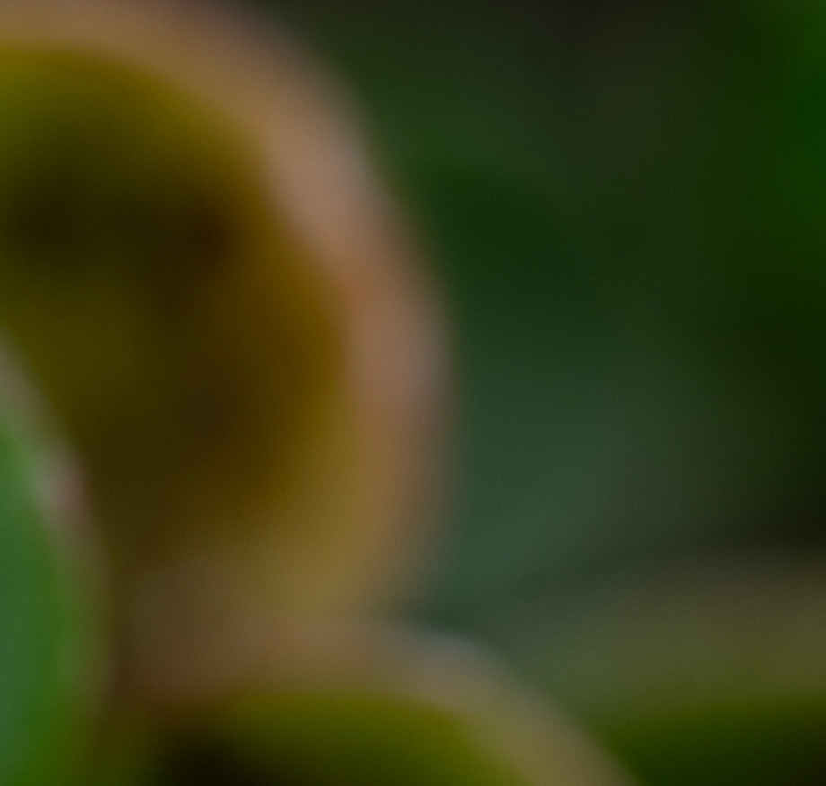 Extreme close-up of a green and amber plant bud or young shoot against a dark green background with shallow depth of field.