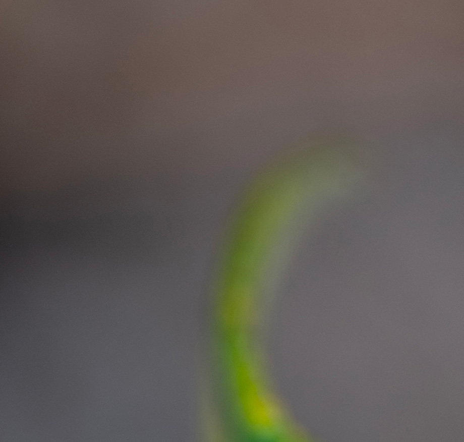 Abstract close-up of a slender green stem against a grey background, with the subject barely in focus.