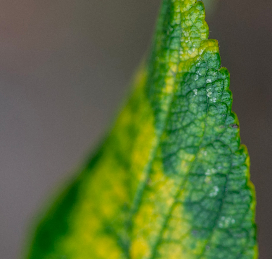 Extreme macro photograph of a leaf tip showing detailed vein structure and serrated edges in yellow-green tones, against a neutral grey background.