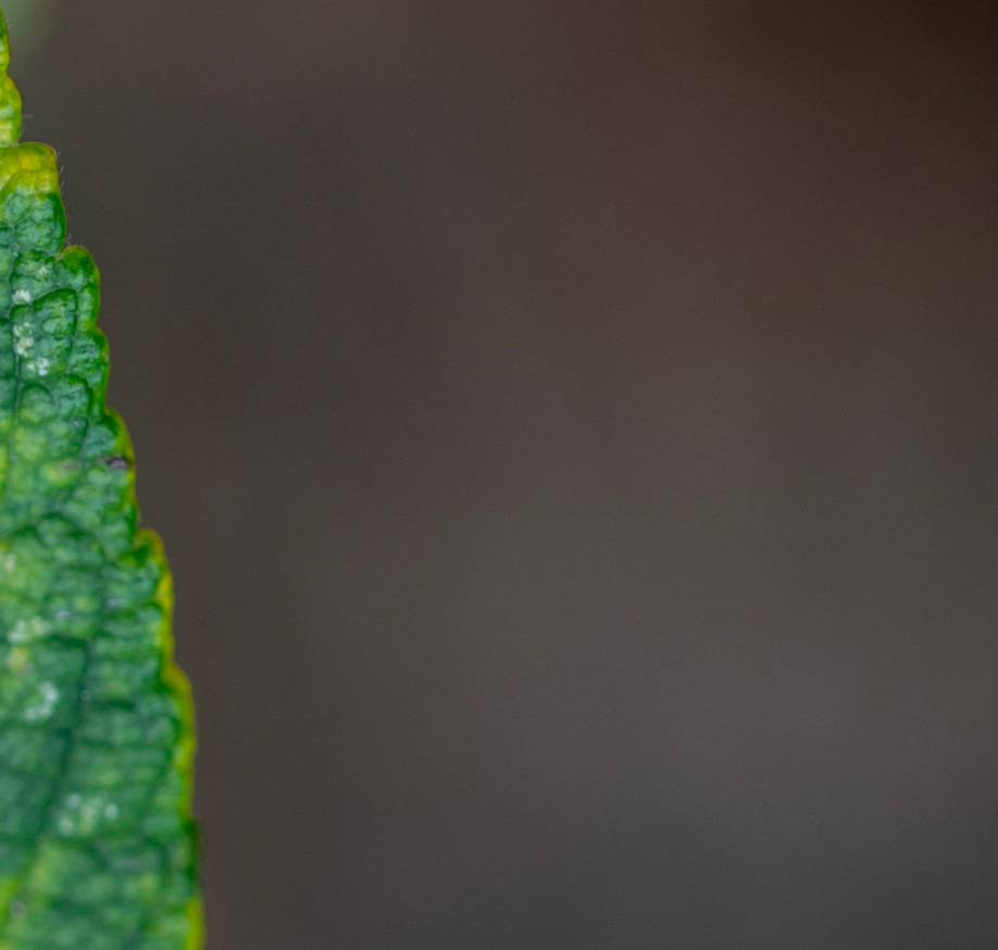 Macro close-up of the serrated edge of a dark green leaf with fine surface texture, positioned against a soft grey background.