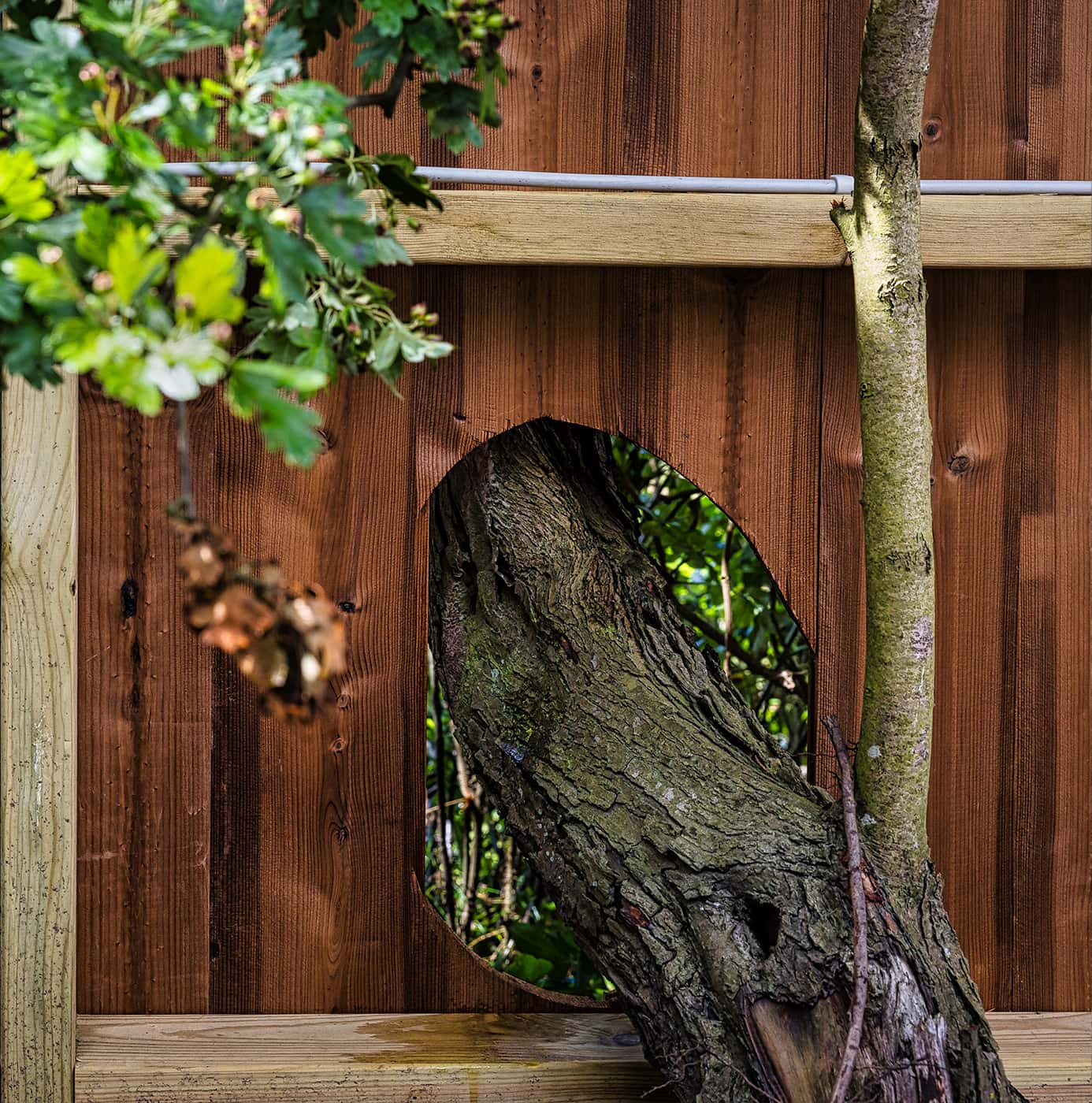 Wooden fence panel with oval cutout accommodating a large tree trunk, showing thoughtful tree-friendly garden design