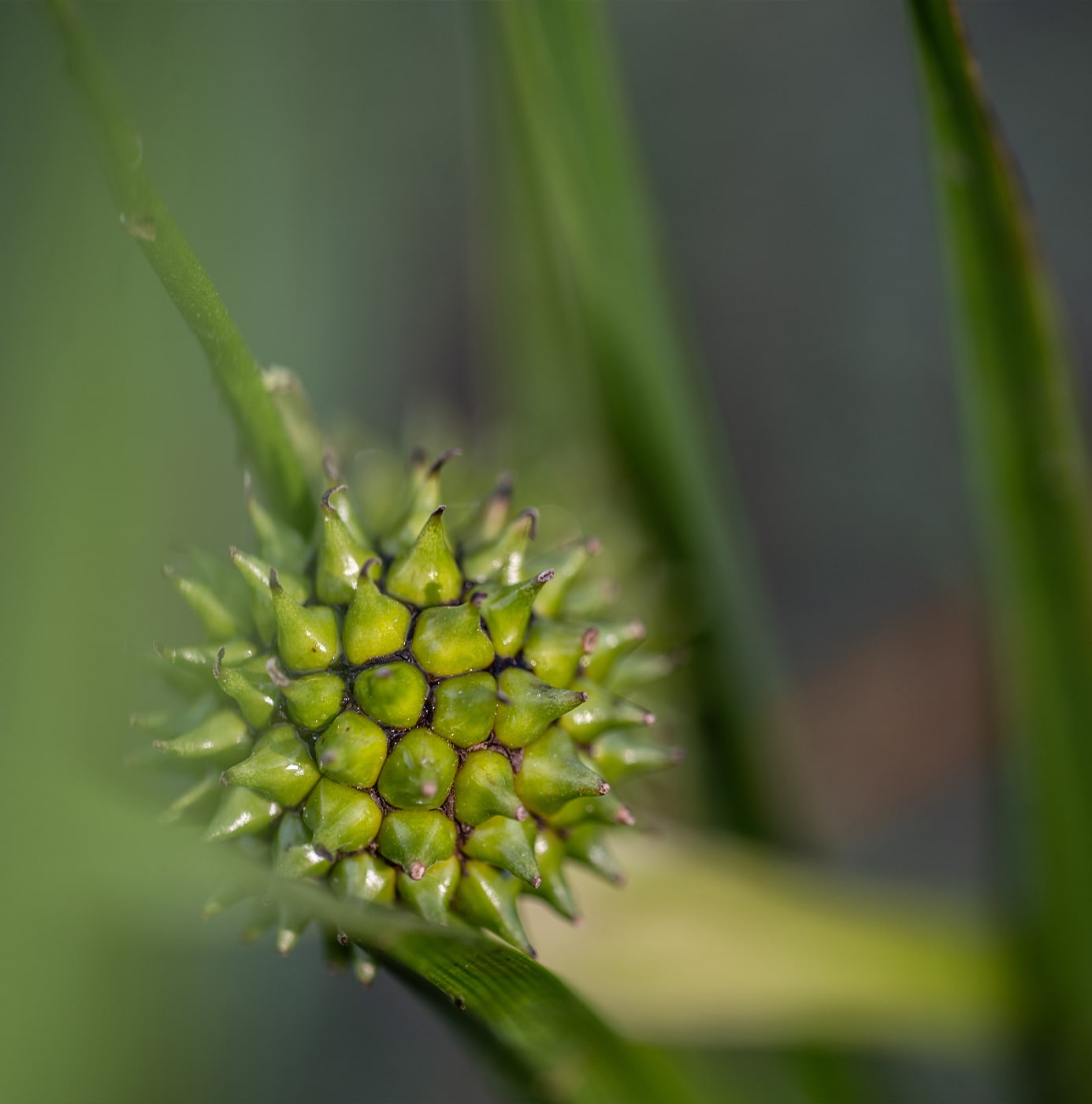 Close-up of a green sedge seed head with clustered nutlets on a grass stem, set against a blurred green background.