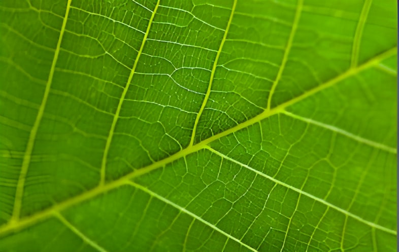 Close-up macro shot of a vibrant green leaf showing detailed vein network and texture