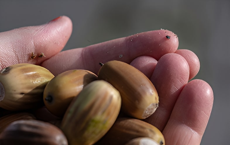 A handful of fresh acorns held in an open palm, showing their smooth brown shells and natural markings