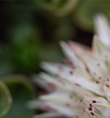 Close-up of a white succulent flower with dark red stamens beside green succulent leaves in soft focus