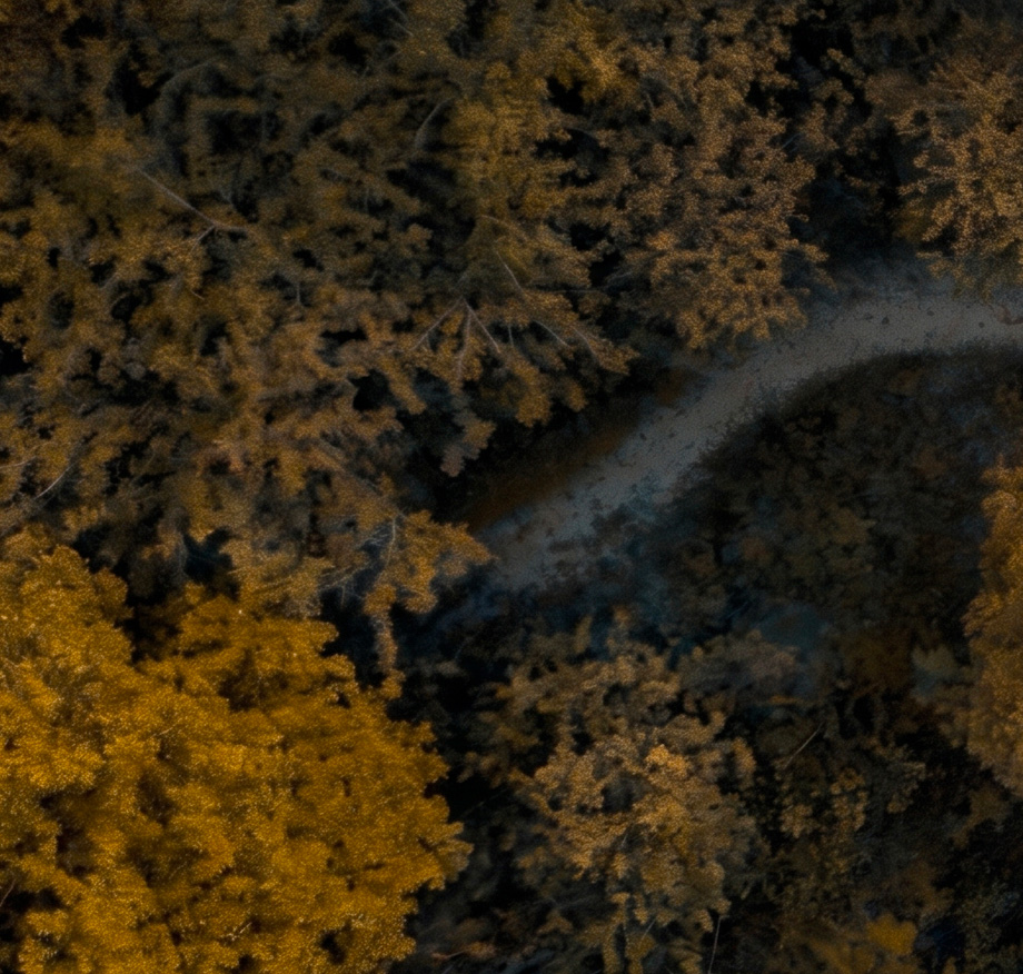 Aerial drone view of an autumn tree canopy in golden tones, with a winding path cutting through dense woodland below.