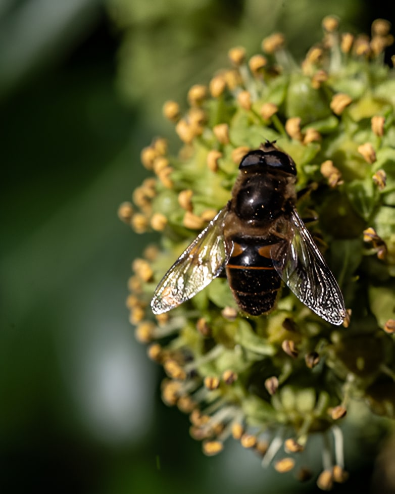 Hoverfly feeding on ivy flowers, showing black and orange banded abdomen and transparent wings against green foliage