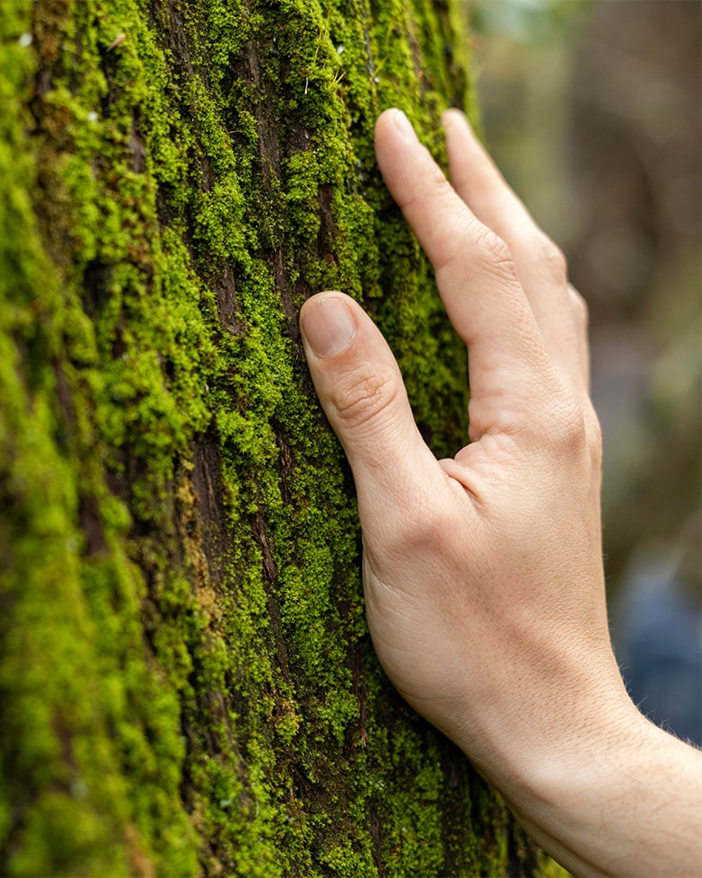 A hand touching moss-covered tree bark in a lush forest, symbolising connection with nature