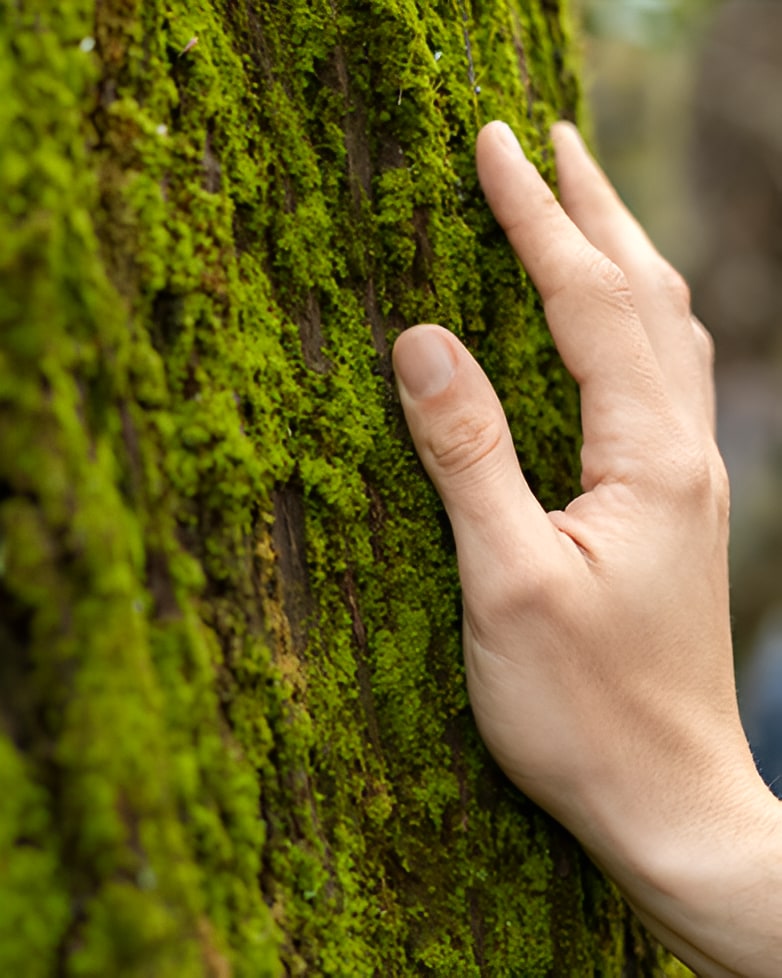 A hand gently touching a moss-covered tree trunk in a lush green forest setting