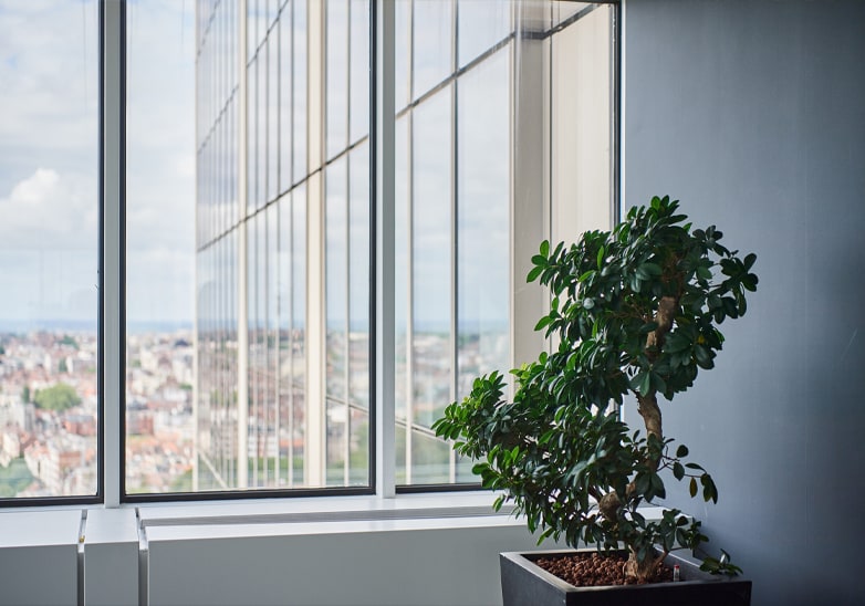 Sculptural bonsai-style indoor tree in a dark planter beside floor-to-ceiling office windows with city views