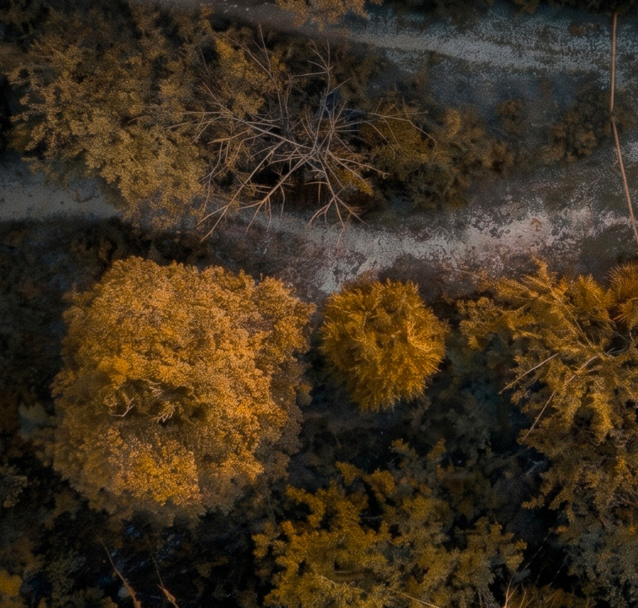 Overhead aerial view of autumn woodland with golden-leaved trees and a bare-branched specimen visible along a light-coloured path through the forest.