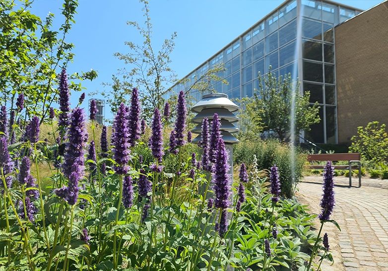 Purple agastache flower spikes in a landscaped garden border beside a modern glass and brick building on a sunny day