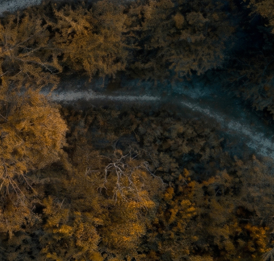 Aerial view of a curved path through dense autumn woodland, with golden and amber tree canopies illuminated by low-angled light.