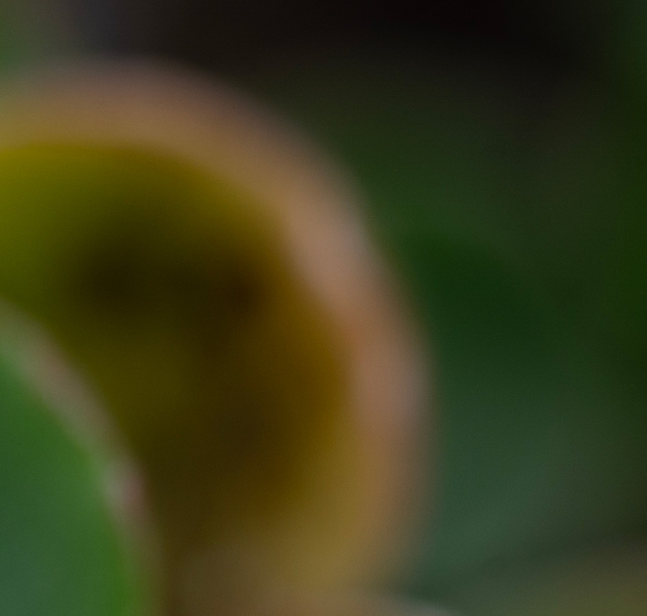 Extreme close-up of a plant bud or leaf shoot against a dark green background, with shallow depth of field obscuring detail.