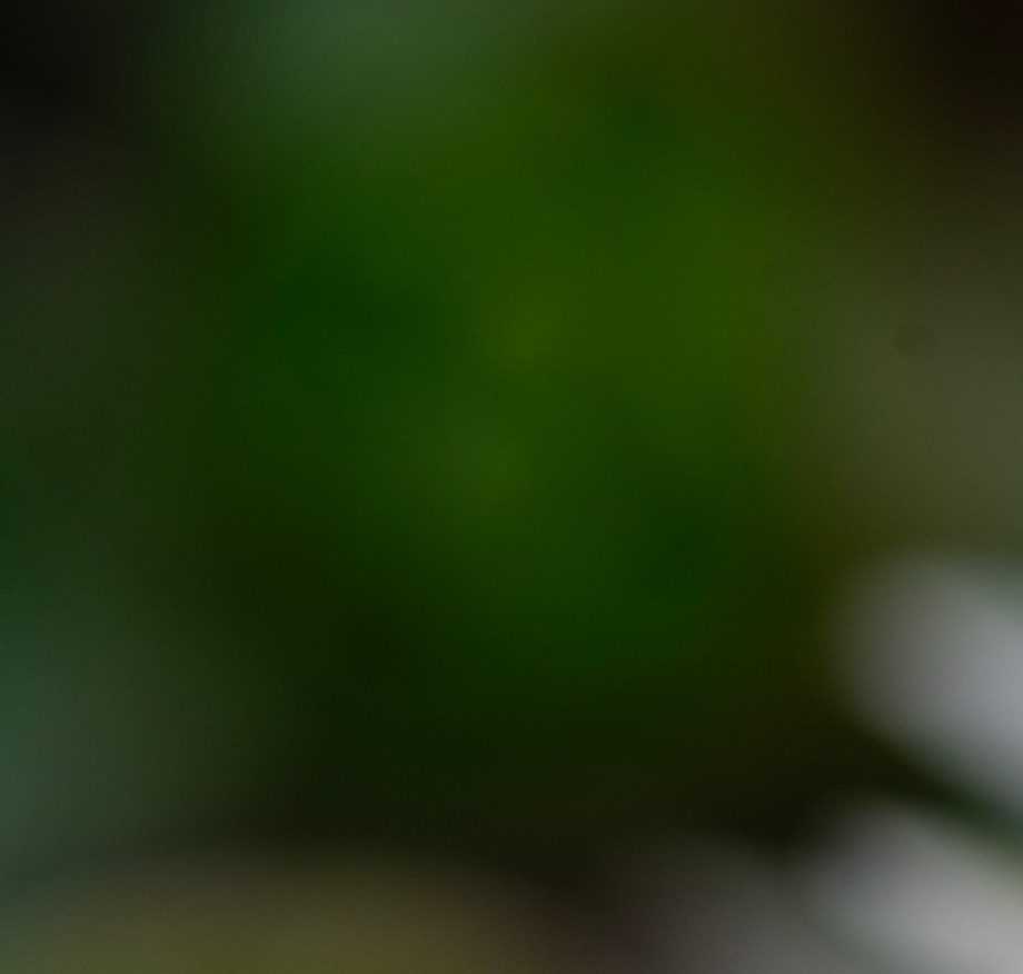 Extreme close-up of a dark green leaf surface with shallow depth of field, showing minimal detail against a blurred background.