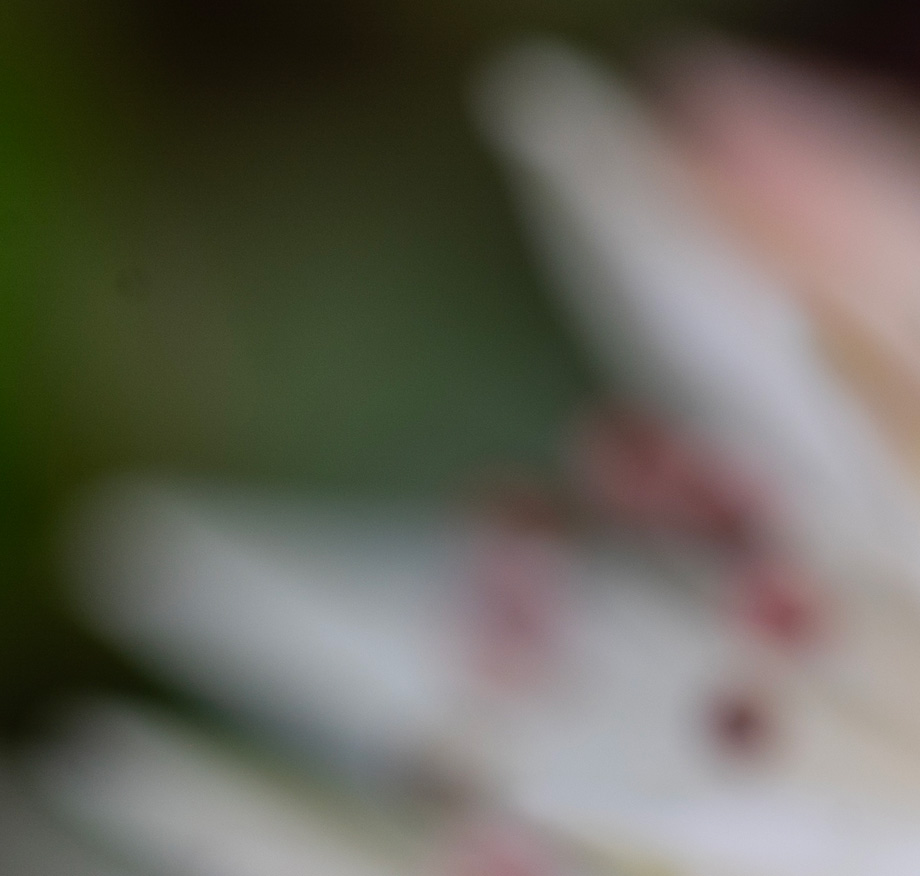 Extreme close-up of white flower petals with a small red marking, photographed against a soft green background with very shallow depth of field.
