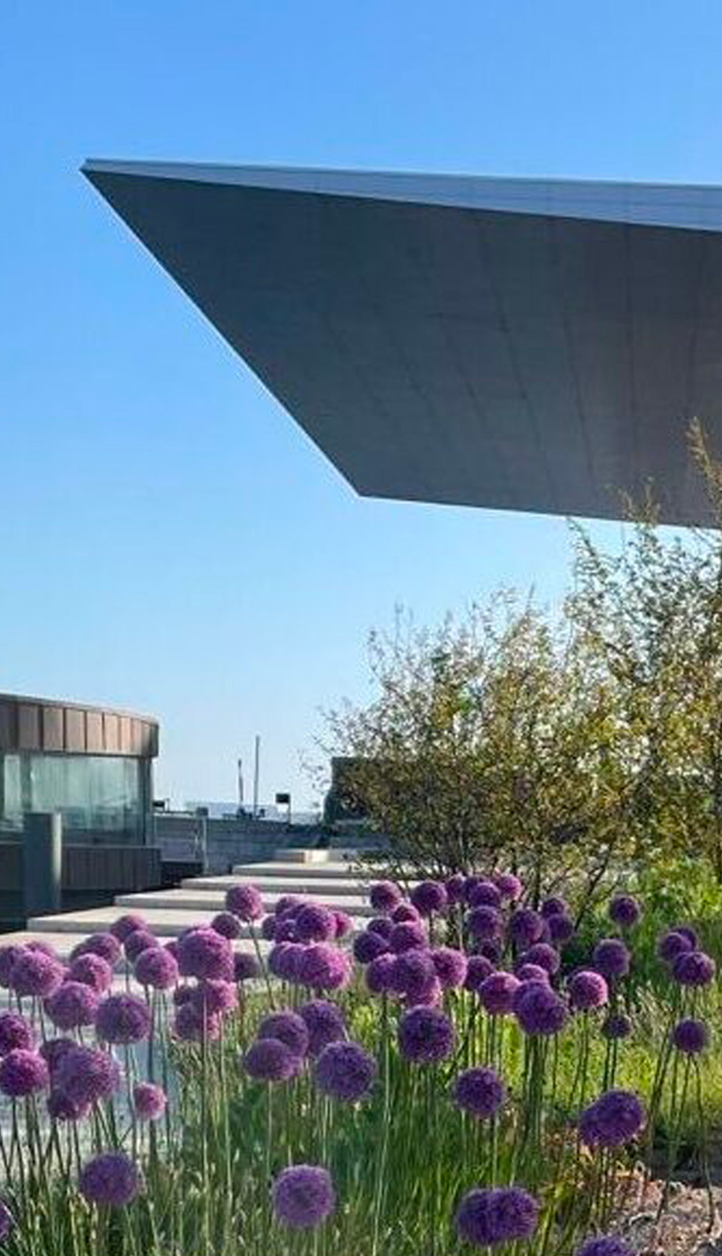 Flowering allium borders and young shrubs line a waterside promenade alongside the Copenhagen Opera House, demonstrating landscape maintenance and planting design in a landmark urban waterfront setting.