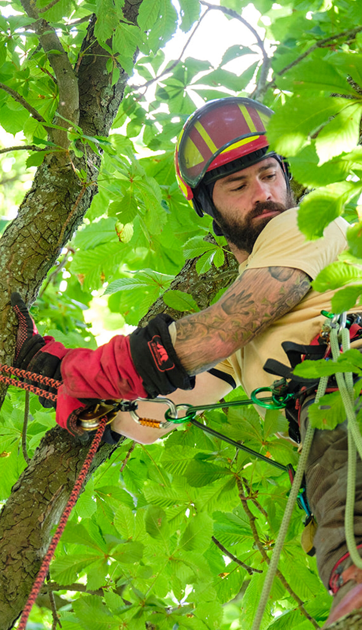 An arborist wearing a safety helmet and full climbing harness works high in the canopy of a horse chestnut tree, managing ropes and carabiners with precision among the summer foliage.