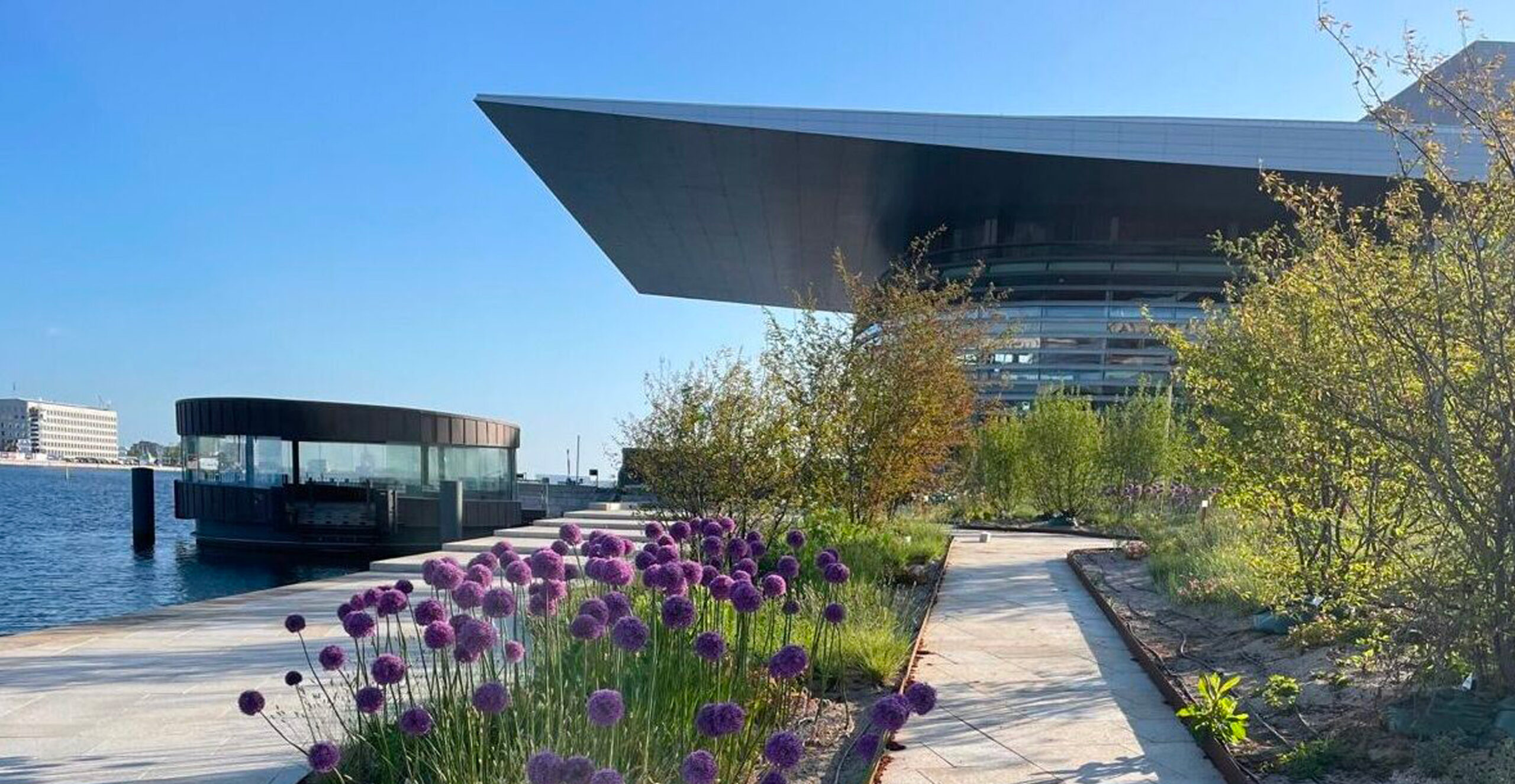 Flowering allium borders and young shrubs line a waterside promenade alongside the Copenhagen Opera House, demonstrating landscape maintenance and planting design in a landmark urban waterfront setting.
