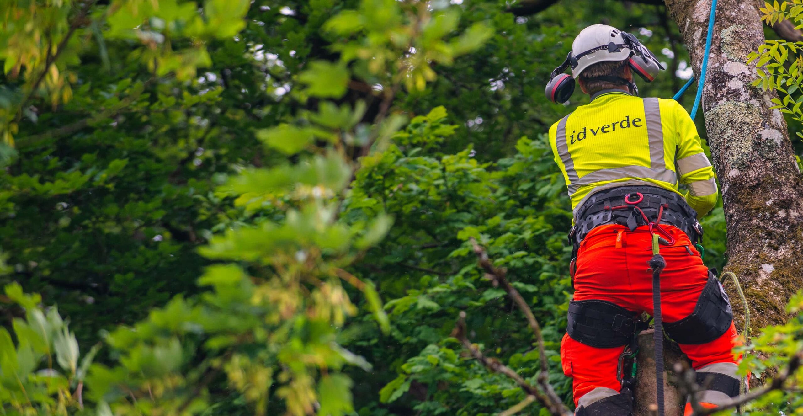 idverde arborist in hi-vis gear and safety helmet climbing a tree using ropes in a green woodland setting.