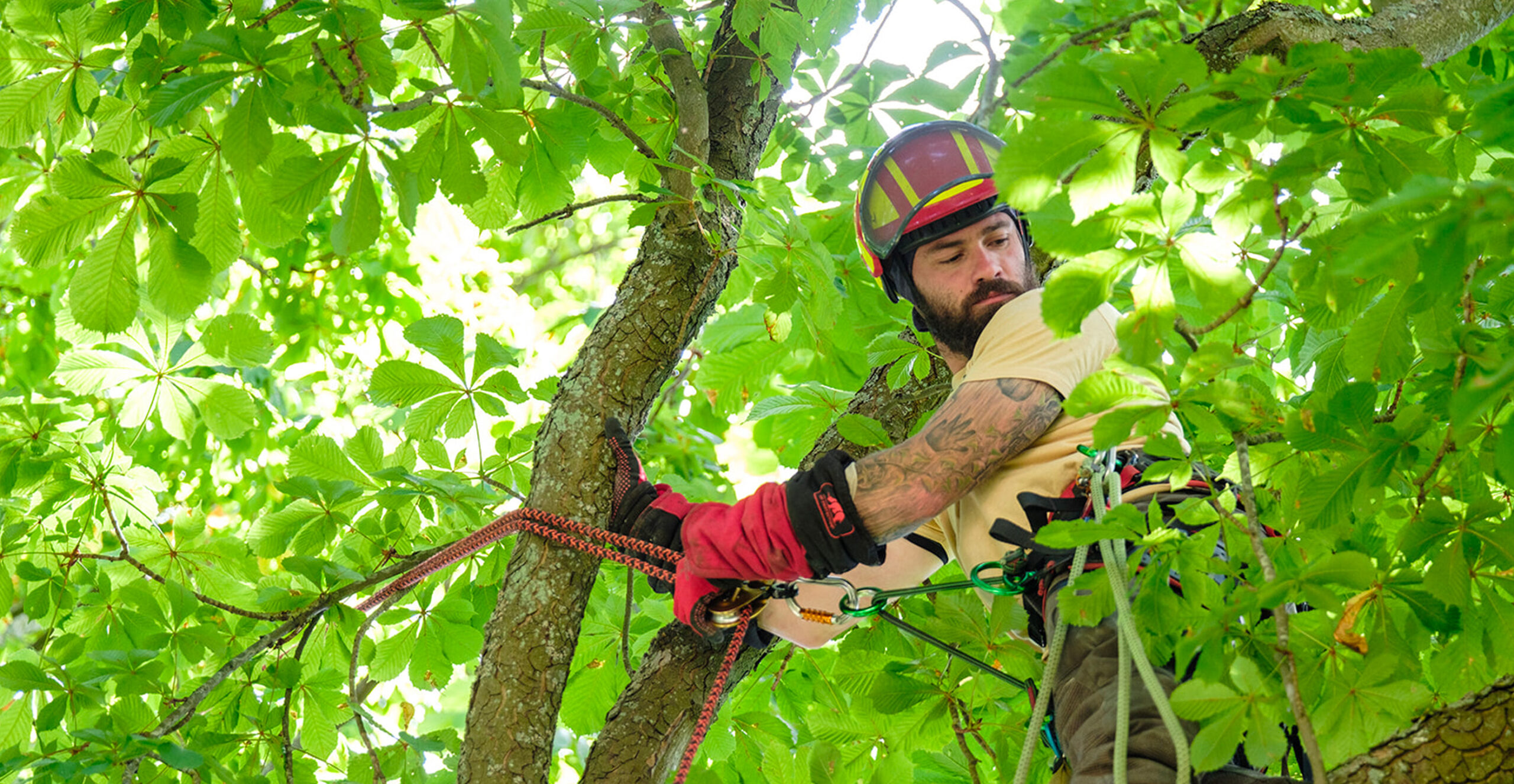An arborist wearing a safety helmet and full climbing harness works high in the canopy of a horse chestnut tree, managing ropes and carabiners with precision among the summer foliage.