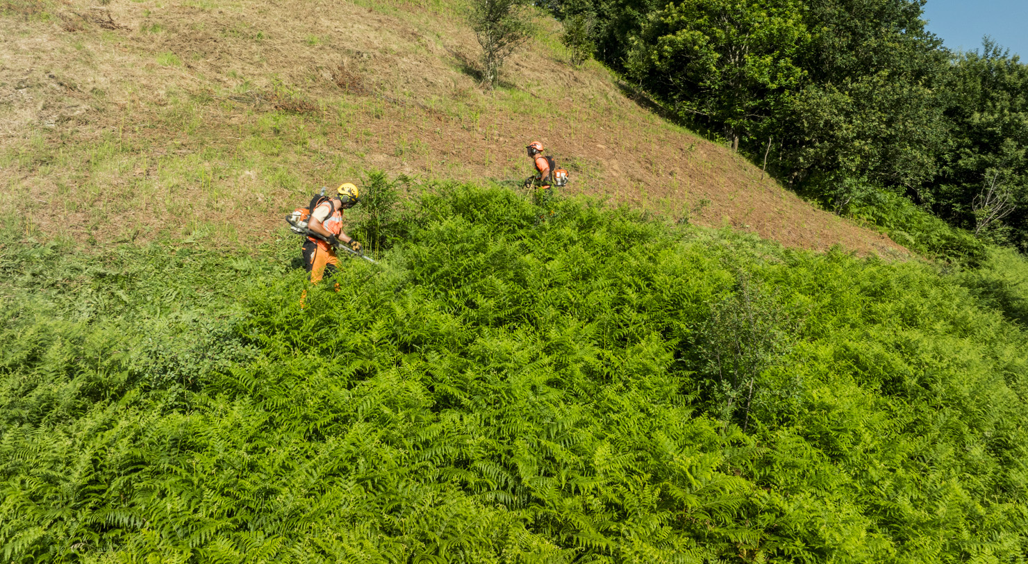 Two idverde operatives in orange PPE and safety helmets use brushcutters to clear a dense bracken-covered hillside slope, working their way through thick fern growth in summer conditions.