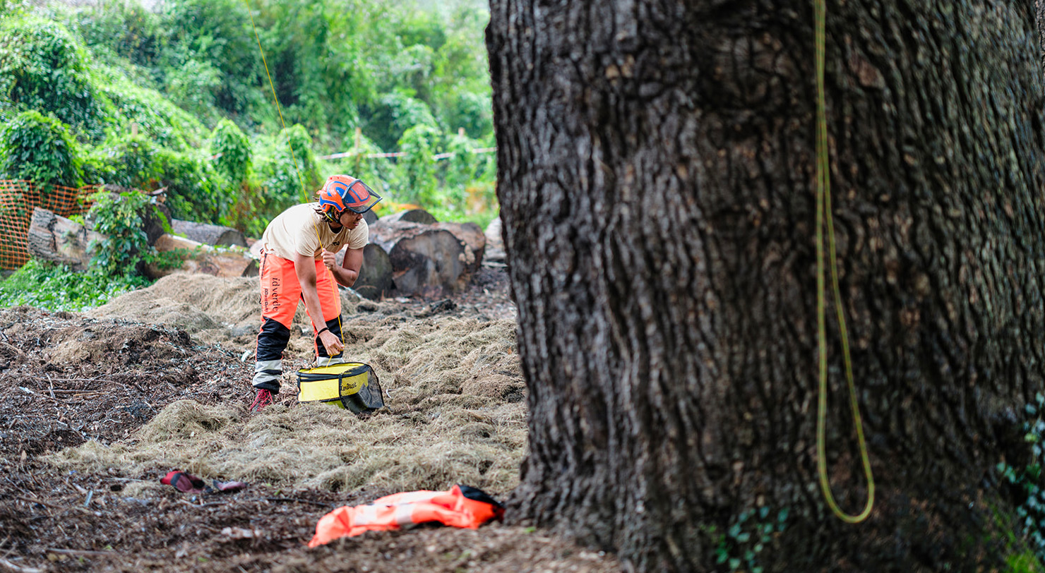 An idverde operative in orange PPE and climbing helmet prepares rigging equipment at the base of a large mature tree, with felled timber sections and a climbing rope visible in the background, illustrating on-site tree removal and management work.