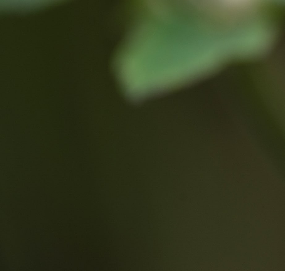 Close-up of a blurred green leaf against a dark background in a natural outdoor setting.