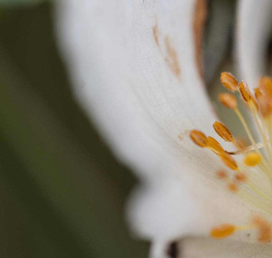 Close-up macro shot of white flower stamens with golden yellow pollen-tipped anthers against soft bokeh background.
