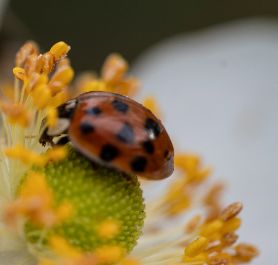 Ladybird with black spots resting on yellow flower stamens and green centre of a white bloom