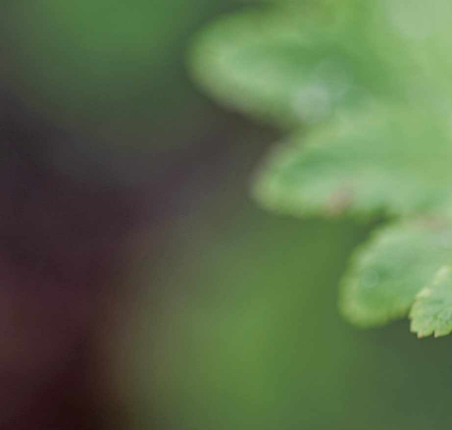 Close-up macro shot of fresh green fern leaflets with soft bokeh background
