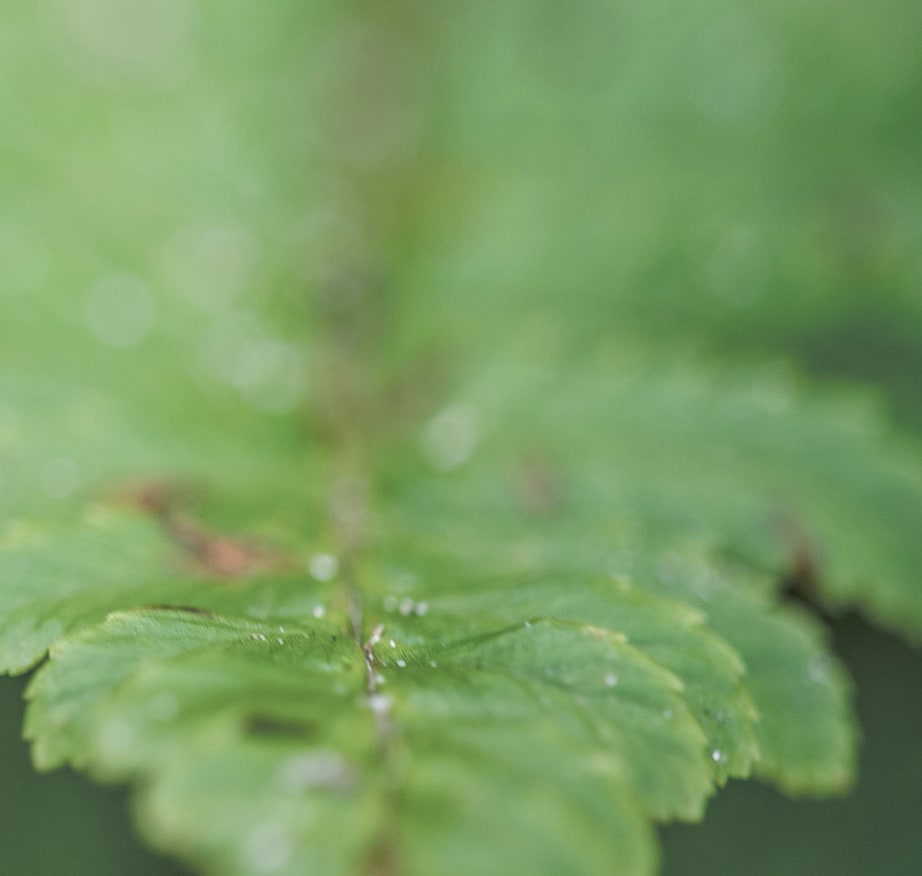 Close-up of fresh green serrated leaves with water droplets, set against a soft bokeh green background.